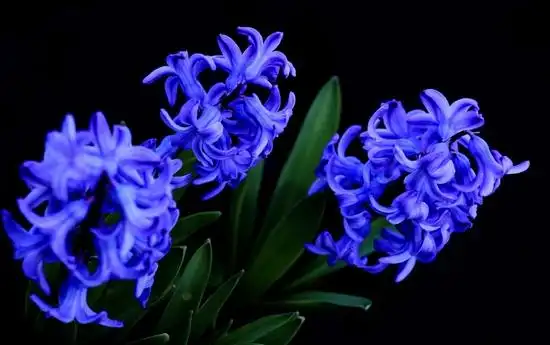 深蓝色风信子:因爱而有些忧郁