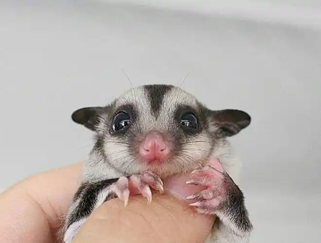 蜜袋鼯 - 价格500 - 安徽 宣城 - 红格宠物