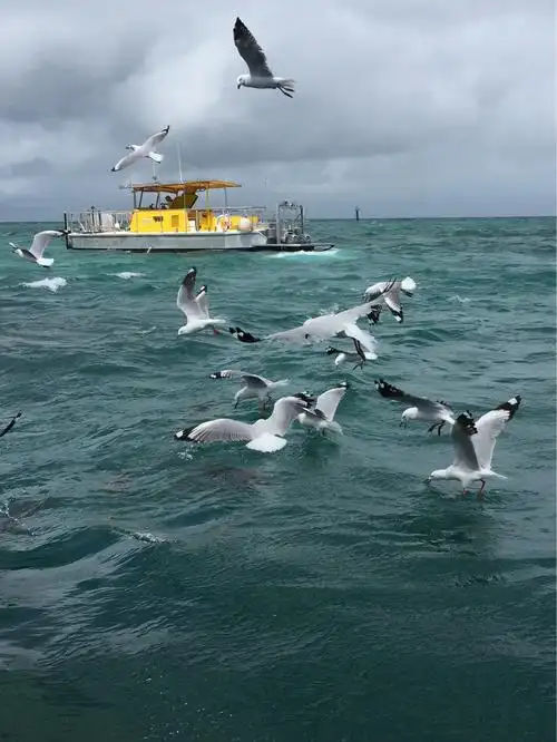 海鸥是天的舞者,大海便是硕大的舞台.