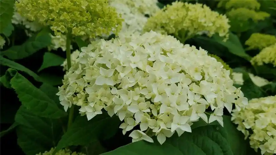 漂亮的绣球花高清桌面壁纸