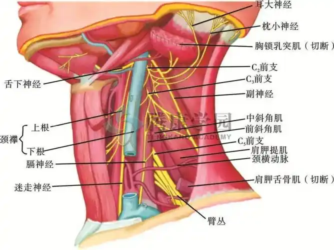 伏案工作者的常见病症:颈源性头痛_颈部_颈椎_神经