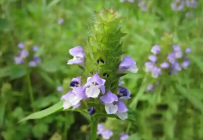 p>夏枯草(学名: i>prunella vulgaris  /i>l),别名:麦穗夏枯草,铁线