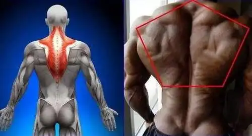 普通人需要锻炼斜方肌吗?