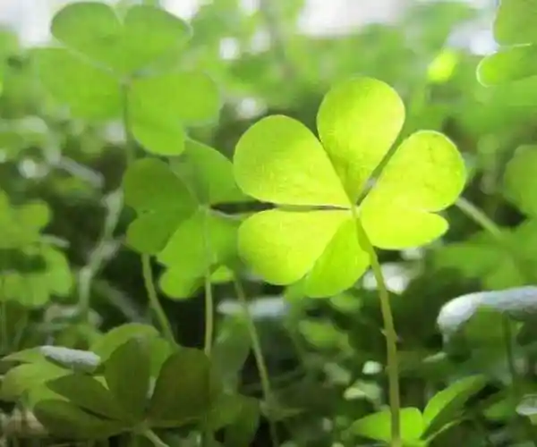 四叶草的寓意是什么四瓣叶子分别代表什么