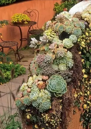 多肉庭院,美极了!