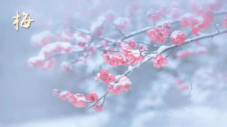 部编版五年级语文下册 4 梅花魂 精美课件