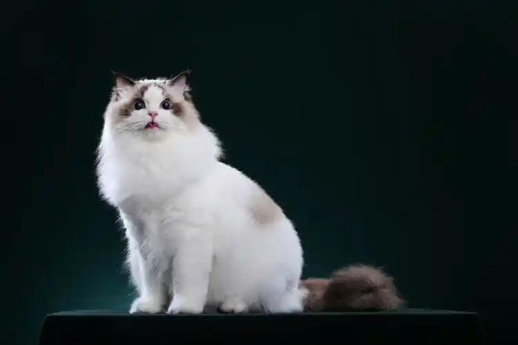 专业上门拍摄宠物 ##猫舍拍摄 ##布偶猫  #南宁宠物  #南宁宠物摄影