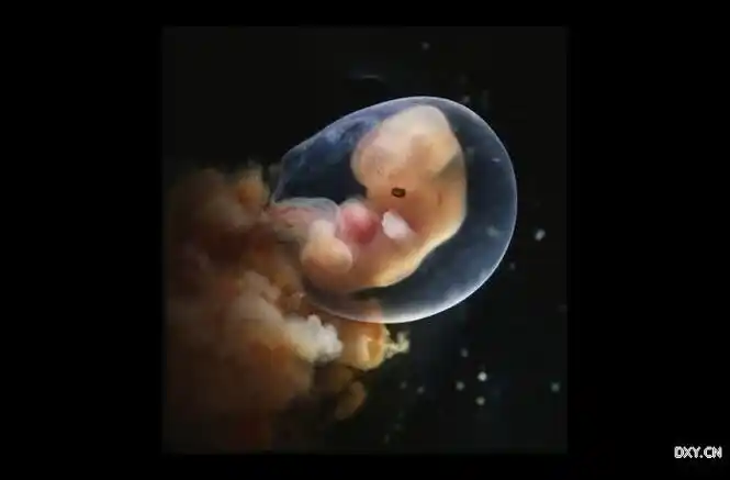 新生命的神奇历程