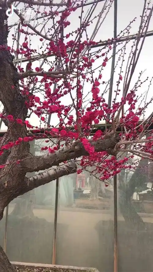 全网花色最红的梅花地景,,不服发图来辩,乌梅