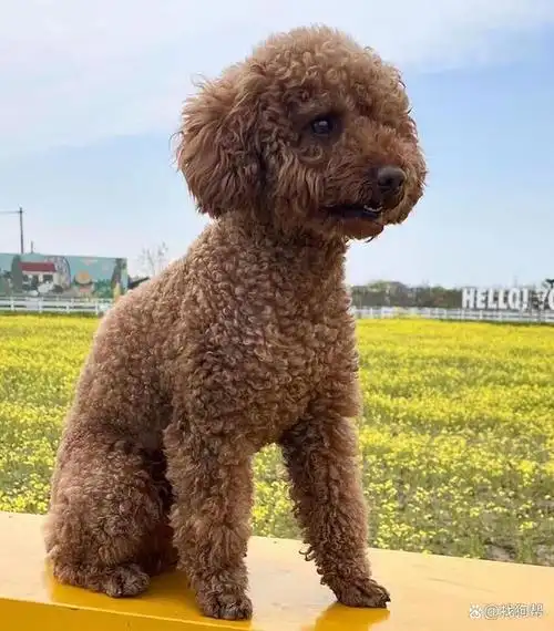 宠物品种 :泰迪