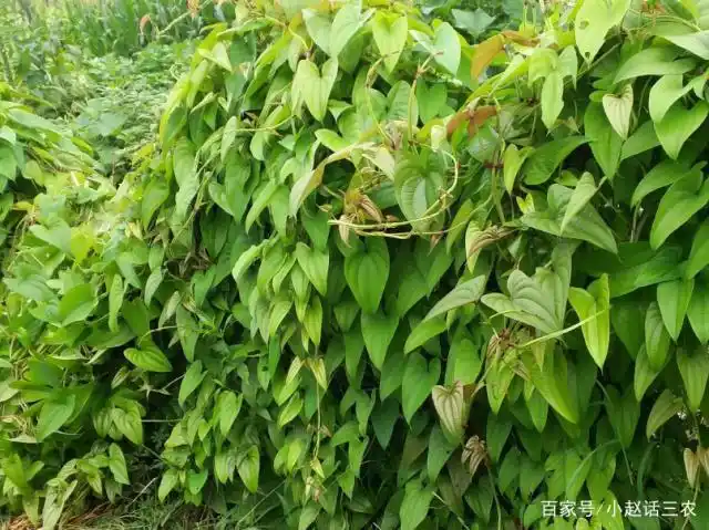 山药会给人带来很多好处,掌握这几点,让我们种出好的品种