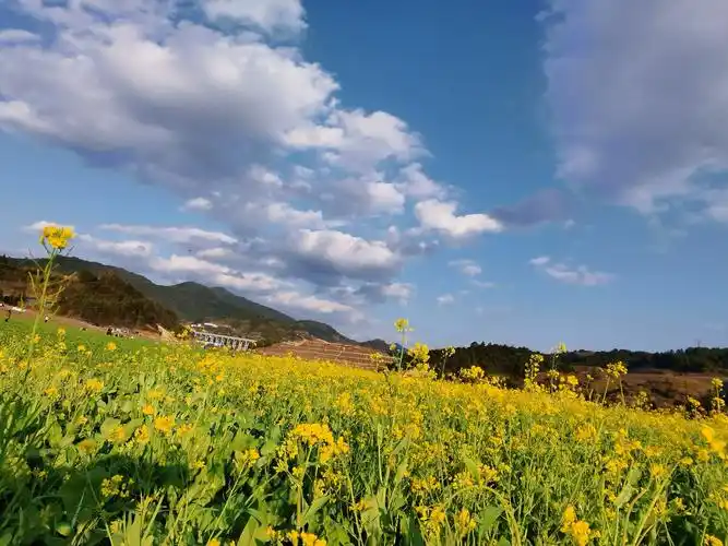 蓝天白云晴空万里油菜花田火车头