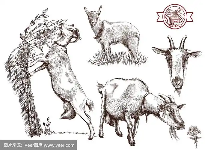 山羊,山羊乳,谷仓,绘画插图,古典式