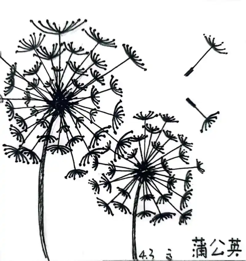 [每日一手绘]~蒲公英.别名: 谷谷丁,婆婆丁,黄花苗,黄花 - 抖音