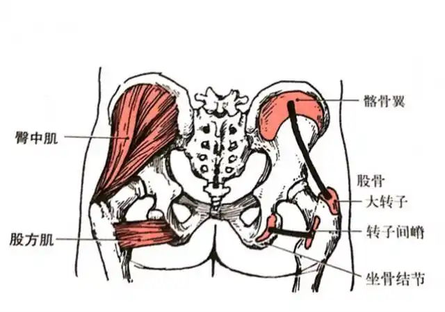 长期久坐的上班族臀部疼痛,小心臀中肌劳损,医生教你如何诊查