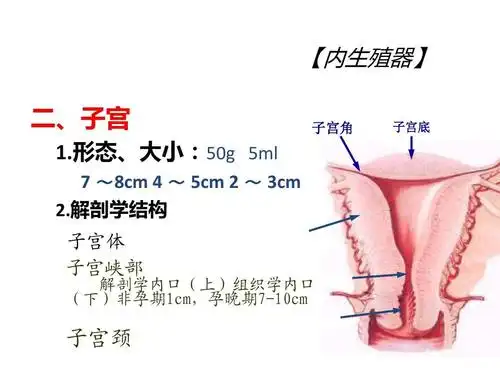 工学 女性生殖系统解剖课件 徐柏郁ppt 【内生殖器】 二,子宫 1