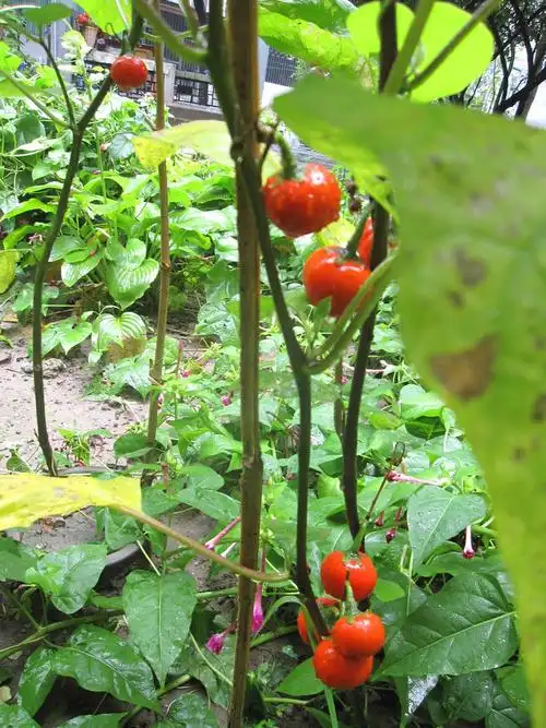 【原创】红色茄子 - wangfeizi(王非子) - wangping5001 的博客