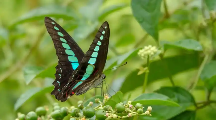 彩蝶飞舞·木兰青凤蝶