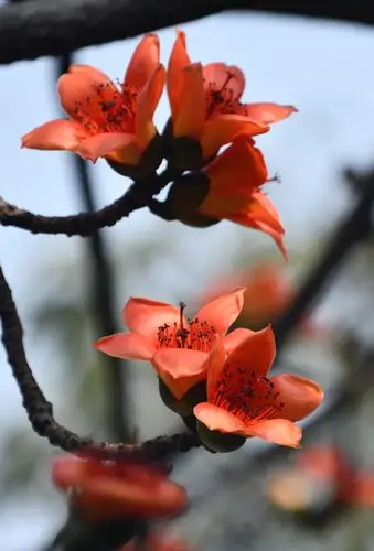 禅城里盛开的木棉花