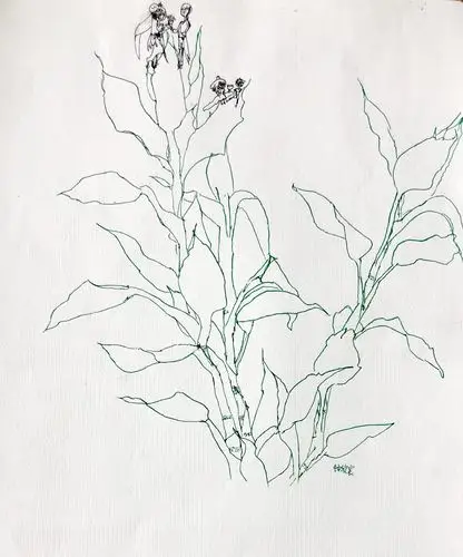 《富贵竹写生》