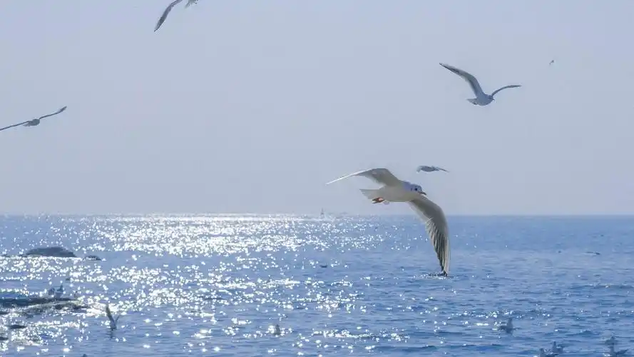 海上的海鸥
