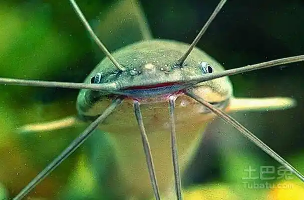 胡子鲶图片及介绍