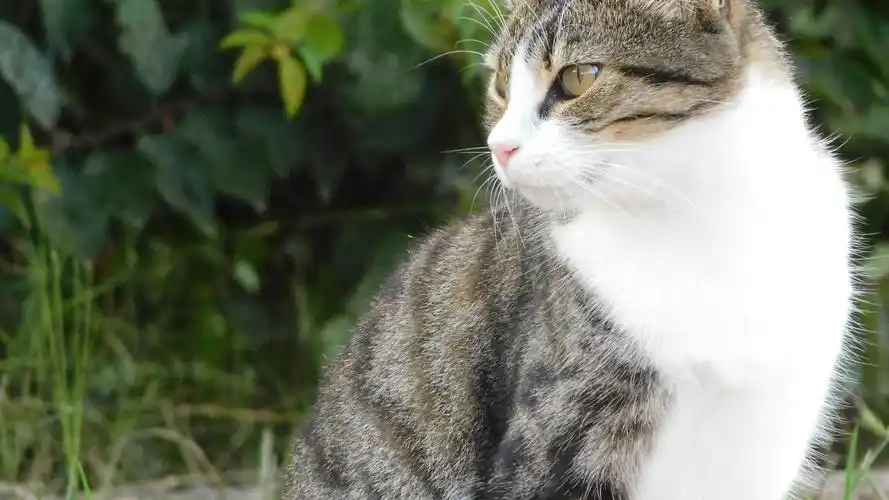 猫pet壁纸【8】(动物静态壁纸) - 静态壁纸下载 - 元气壁纸