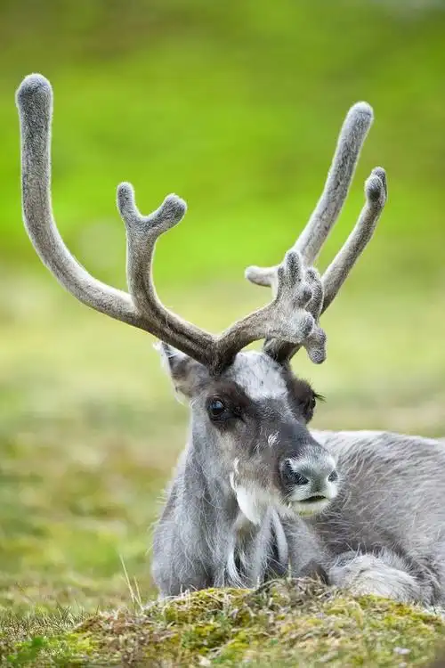 斯瓦尔巴德群岛驯鹿