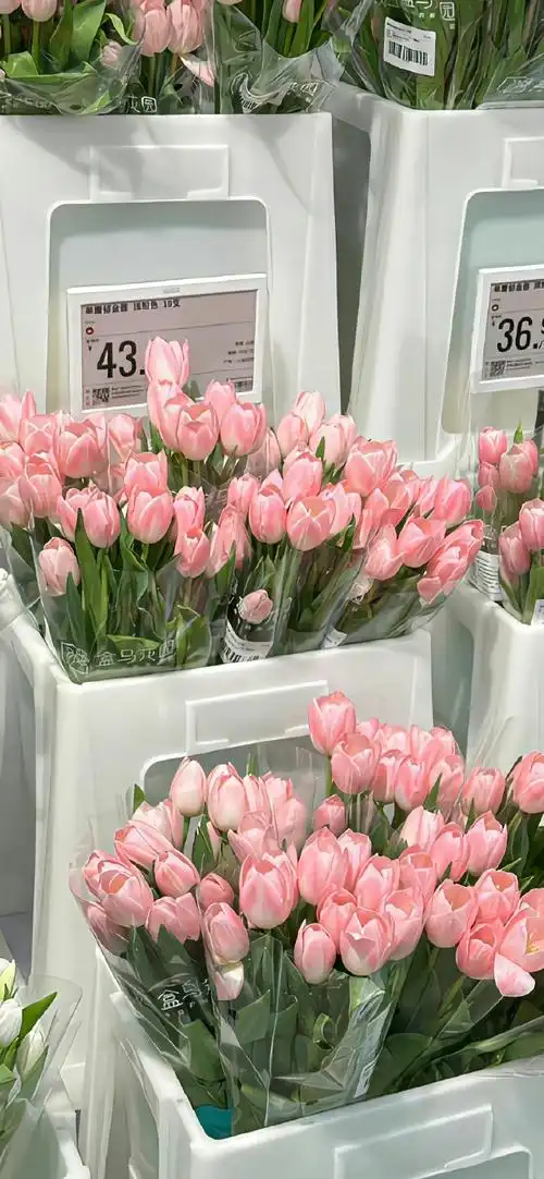 壁纸 花 桌面 690_1493 竖版 竖屏 手机