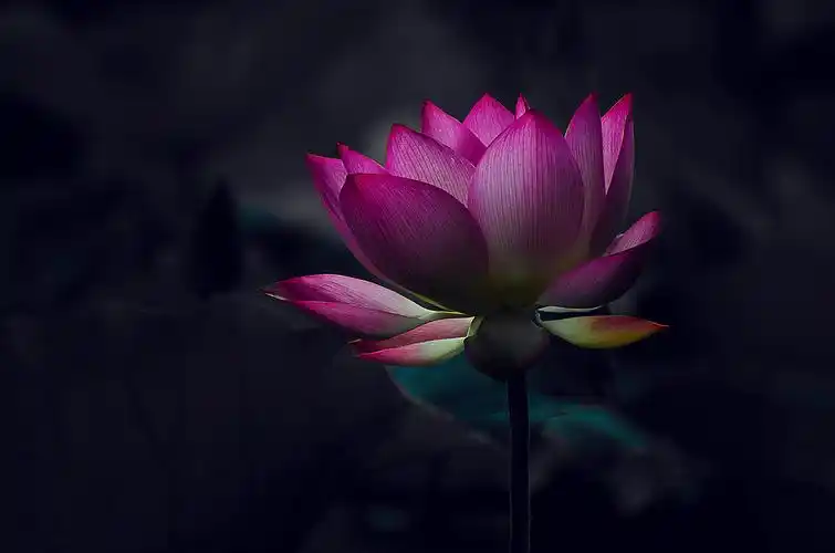 荷花奔放的季节烟雾意境荷花