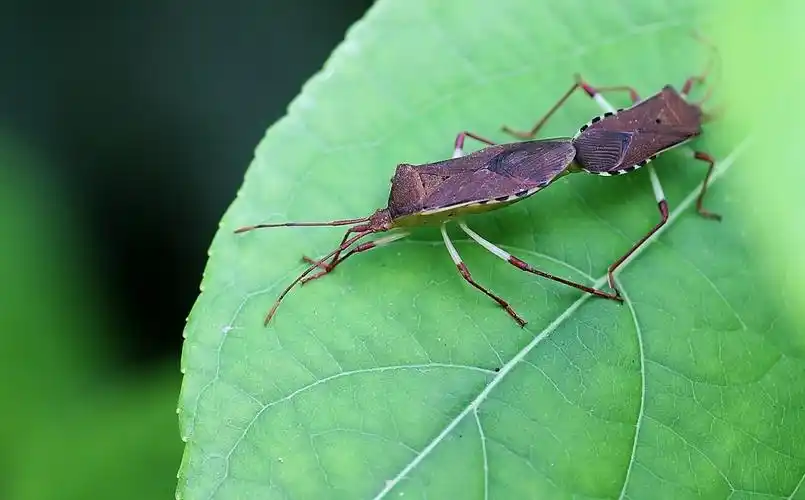长蝽2