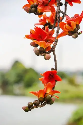 千笼万笼一树红红花碧水笑春风东莞百年木棉花开满树