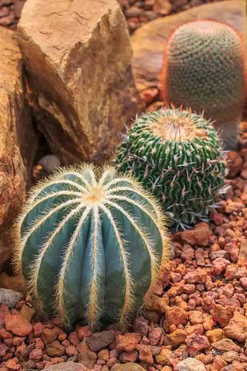 仙人掌植物沙漠植物自然