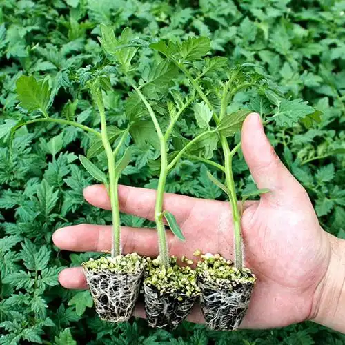 糖水炸弹黑珍珠番茄苗秧超甜樱桃小西红柿苗高产水果四季阳台盆栽