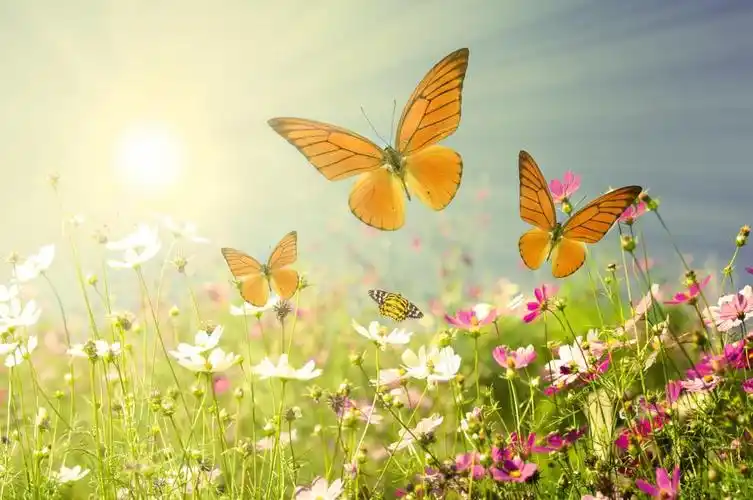 春天,花朵,蝴蝶,美丽