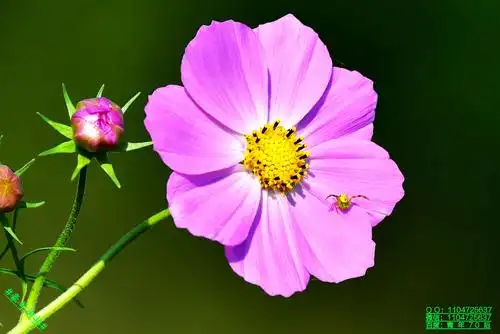 豪哥街拍#——初秋的漂亮花朵——格桑花(扫帚梅)——北国小城明珠二