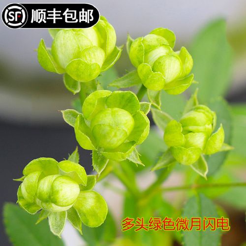 新品闪电微型月季花多头多花微月四季勤花多绿色小花带花发货包邮