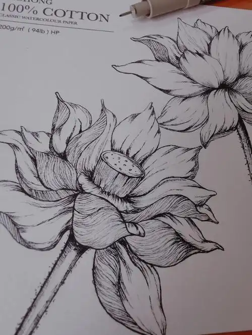 针管笔画荷花临摹