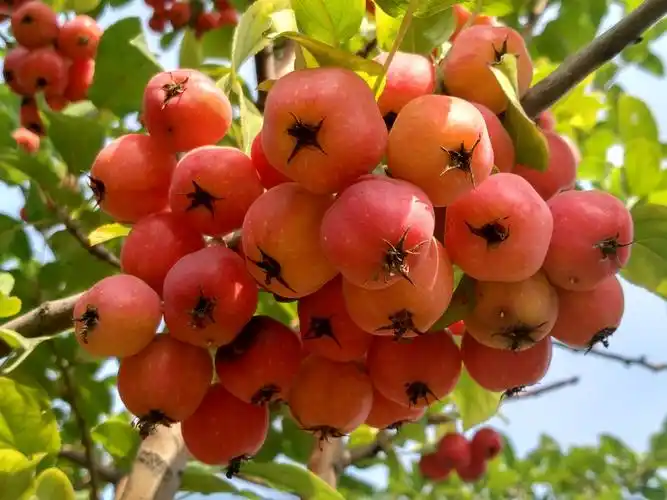 花果皆美的西府海棠