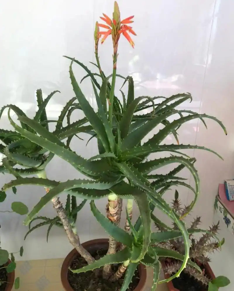 芦荟开花了,好漂亮呀!!!