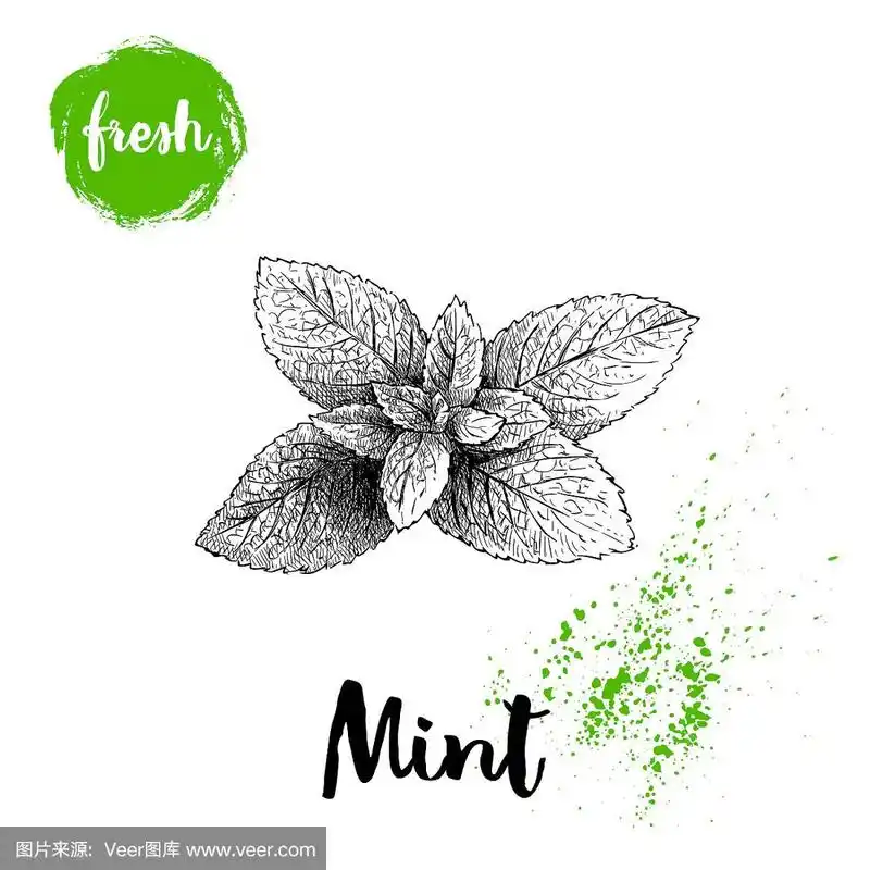 手绘素描薄荷枝风格.健康草药载体插图.