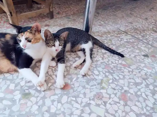 自家猫生的,田园猫和英短蓝猫的混血,4个月大.