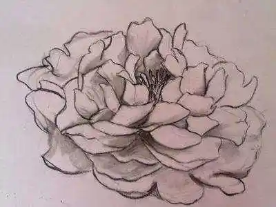 牡丹花画图片大全牡丹花的素描图片