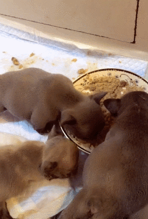 无论是什么狗狗,都是一个吃货,有东西吃的时候,真的是吃到不会停下来