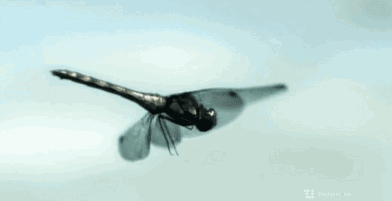 这个仿生蜻蜓无人机,不仅能航拍,还能帮你看家护院!