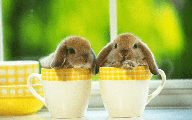 win7可爱动态小动物,win7-回车桌面