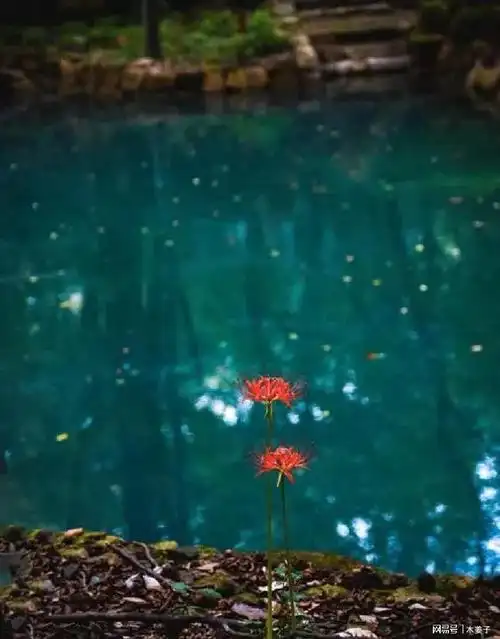 所谓【天性凉薄】的人,只不过是——被遗落在忘川河界的灵魂