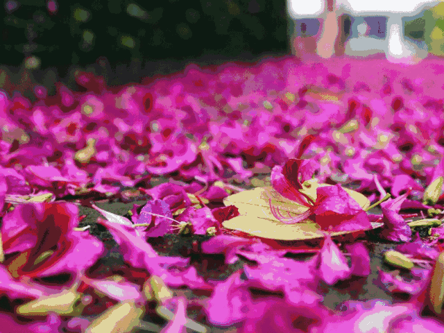 自然要看紫荆花开满山坡到了这个时节梨花白,桃花红,菜花黄我们一路赏
