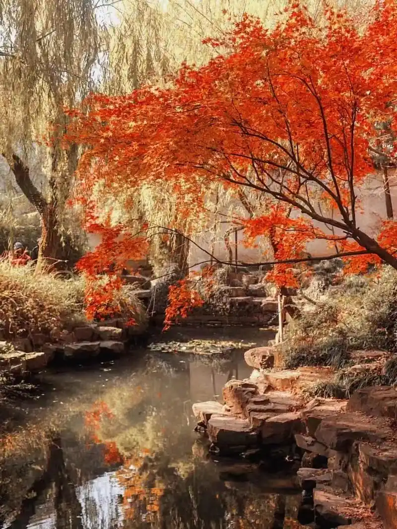 可以做壁纸的秋天美图