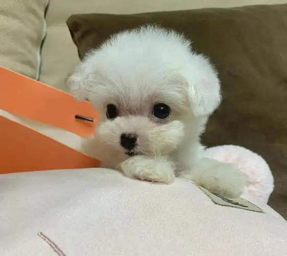 新手养狗超小体比熊